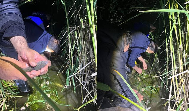 Van'da kaçak avlanan 100 kilo inci kefali, yeniden suya bırakıldı