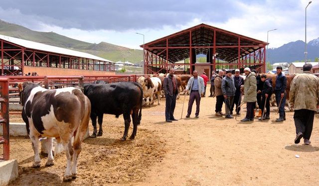 Van canlı hayvan pazarında Kurban Bayramı hareketliliği başladı
