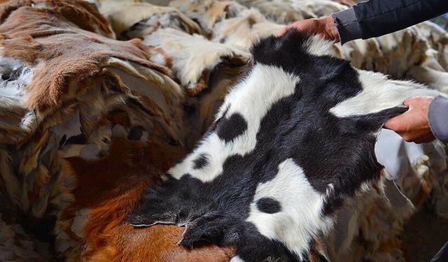 Kurban derileri Türk deri sektörüne can suyu oluyor