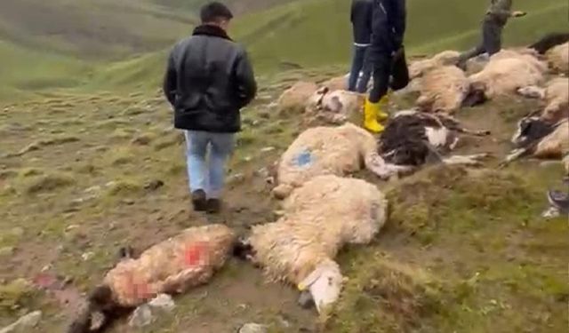 Van'da sürüye yıldırım isabet etti: 30 koyun telef oldu