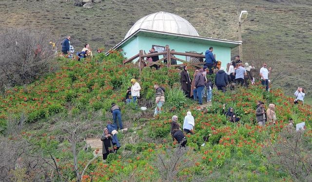Van'a gelen ziyaretçiler ters lalelere hayran kaldı