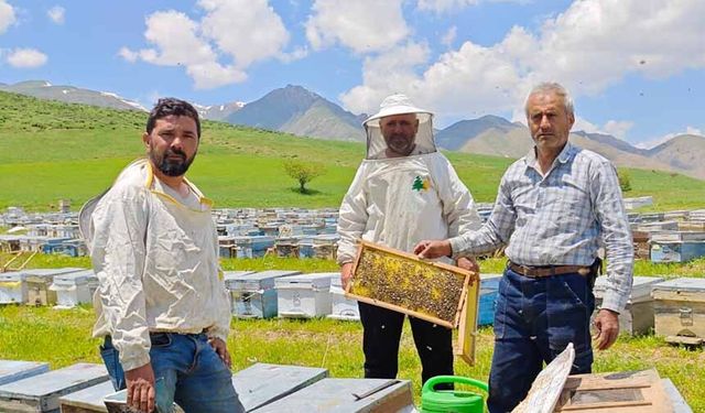 Bodrumlu arıcı, 5 yıldır Yüksekova'da bal hasadı yapıyor