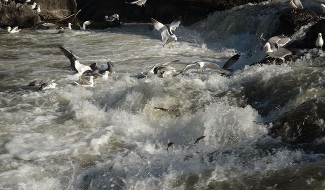 Uçan balıkların muhteşem göç yolculuğu gecikmeli olarak başladı