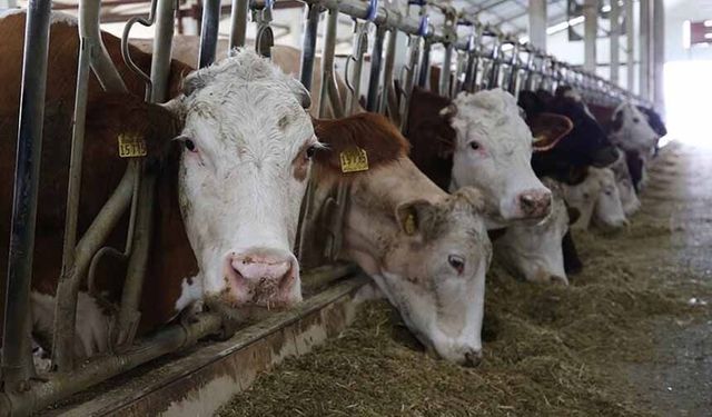 Küçük ölçekli üreticiler için "Gelir Garantili Besicilik Projesi" devreye alındı