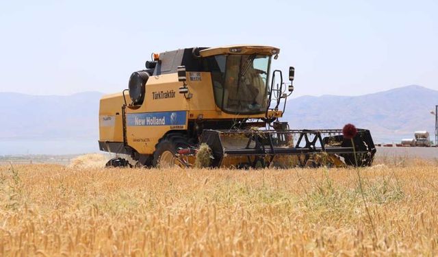 Yağışlar arpayı etkiledi