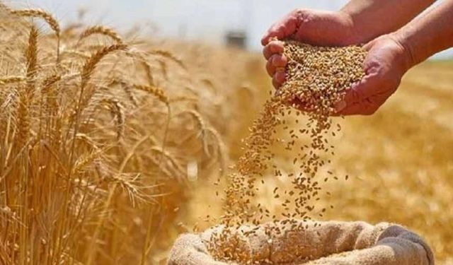Hububat alım ve satış fiyatları belli oldu