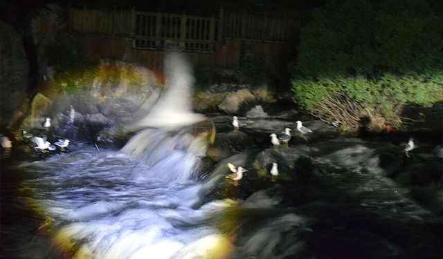 İnci kefalleri gece kendilerini daha güvende hissediyor