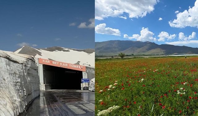 Van'da bir yanda çiçekler, diğer yanda metrelerce kar
