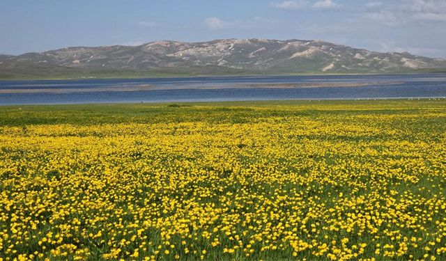 Urartu mirasında görsel şölen: Keşiş Gölü sarıya büründü