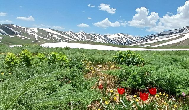 Van’ın yaylalarında görsel şölen