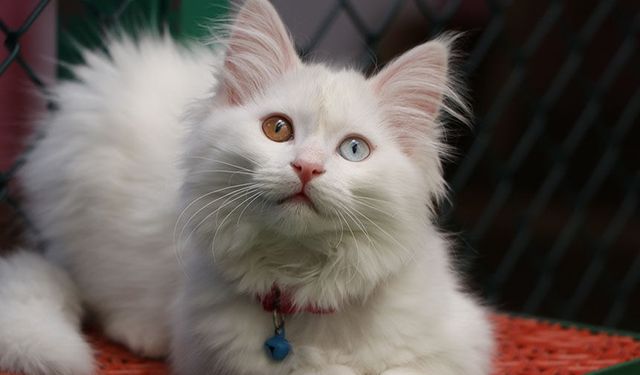 Van kedi villası 50 bin ziyaretçiyi ağırladı