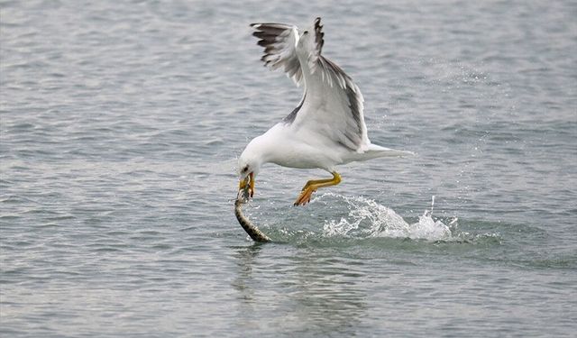 Van Gölü'nde yılan ile martının inci kefali mücadelesi