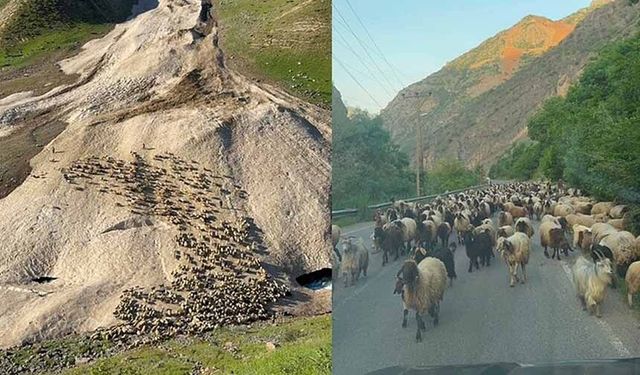 Hakkari'de yayla sezonu gecikmeli başladı