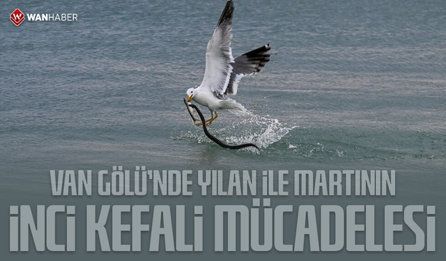 Van Gölü'nde yılan ile martının inci kefali mücadelesi