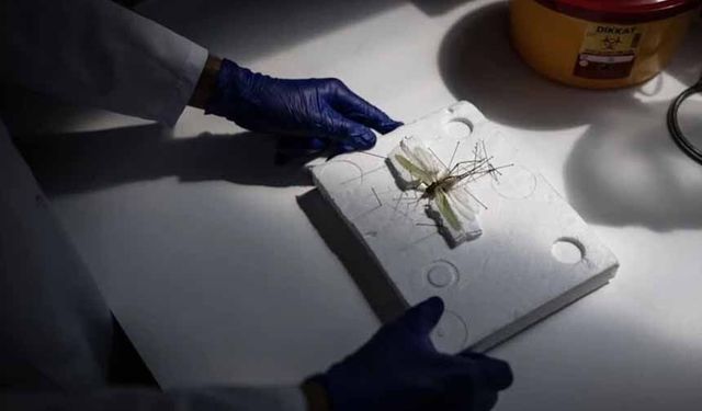 Uzmanlar açıkladı: Sıcaklıklar çekirge popülasyonunu artırıyor