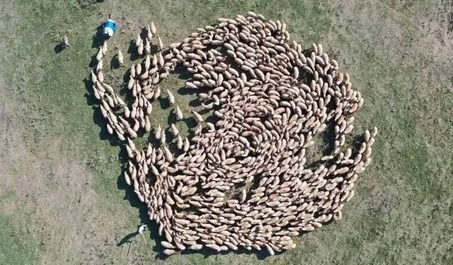 Hayvan varlığı 400 bini aşan TİGEM'den damızlık desteği