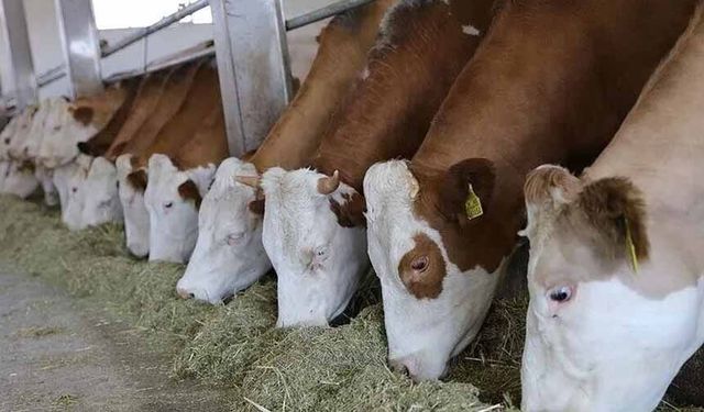 Hayvancılıkta "ari işletmeler"in şartlarında düzenleme yapıldı