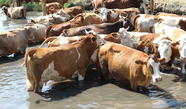Sıcaktan bunalan inekler çareyi gölette buldu
