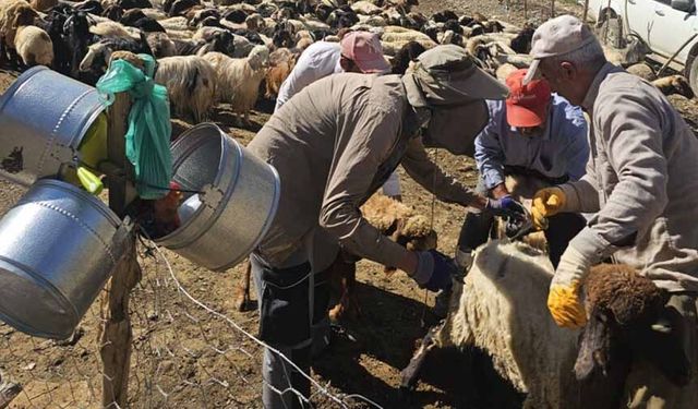 Yüksekova'da şarbon aşılama çalışmaları sürüyor