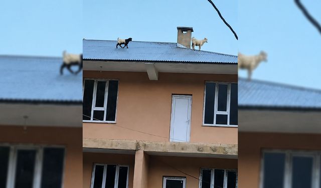 Van'da sıra dışı bir görüntü