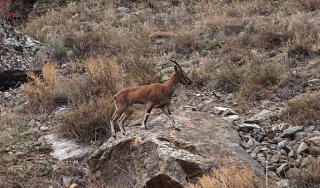 Av turizmi yabancı avcı kotası satış ihalesi