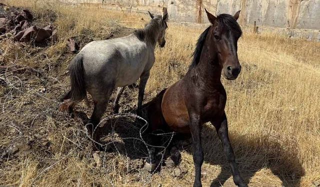 Sınır telleri arasında mahsur kalan atlar kurtarıldı