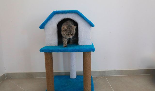 Van’da sahipsiz kediler için ‘Kedi Evi’ açıldı
