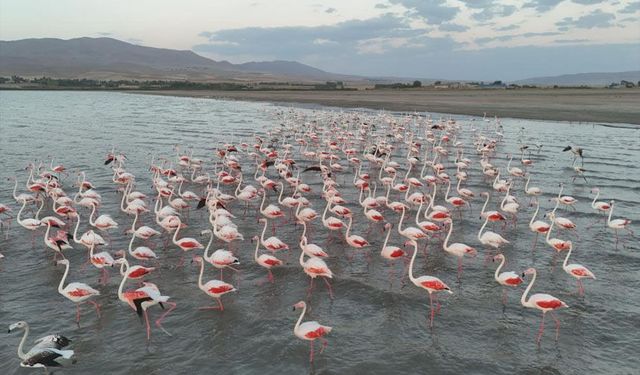 Flamingoların Erçek Gölü’ndeki zarif dansı görüntülendi