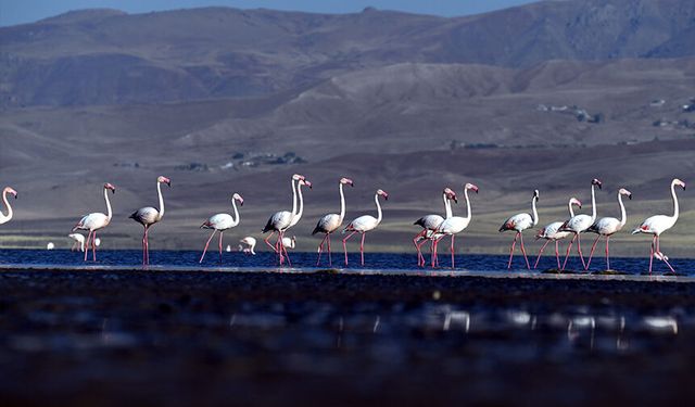 Van’da flamingoların göç hazırlığı