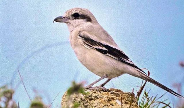 Dünyada göçmen kuşların yüzde 45'inin popülasyonu azalıyor