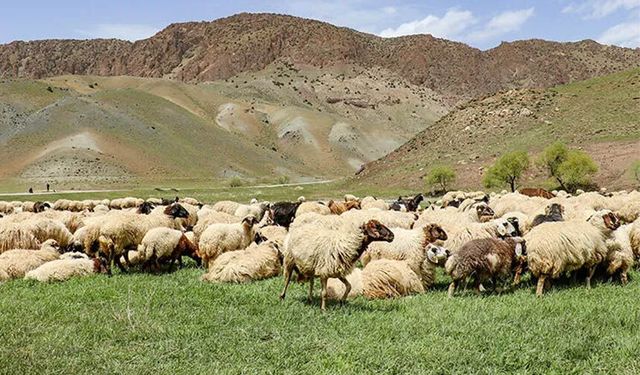Van’daki projede kredi limiti 2 milyona çıkarıldı