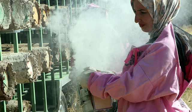 Van'da 'Pembe maskeli’ kadın arıcılar hasada başladı