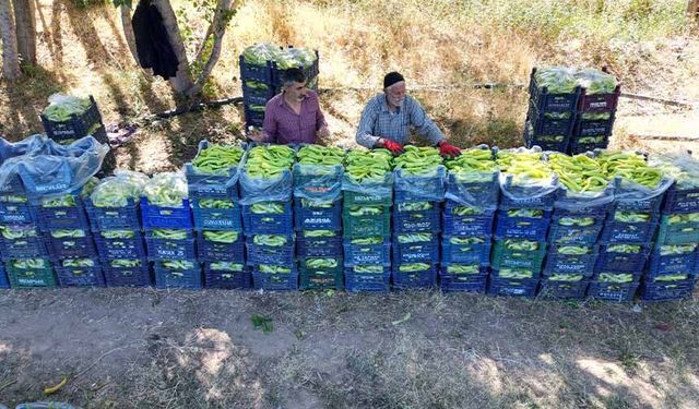 86 yaşındaki adam yetiştirdiği biberlerle bölgenin ihtiyacını karşılıyor
