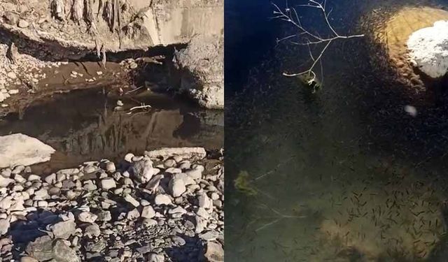 Binlerce balık susuzluk tehlikesiyle karşı karşıya