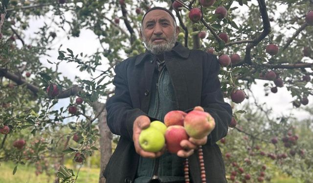 Van’da tek ağaçta iki renkli elma yetiştirdi