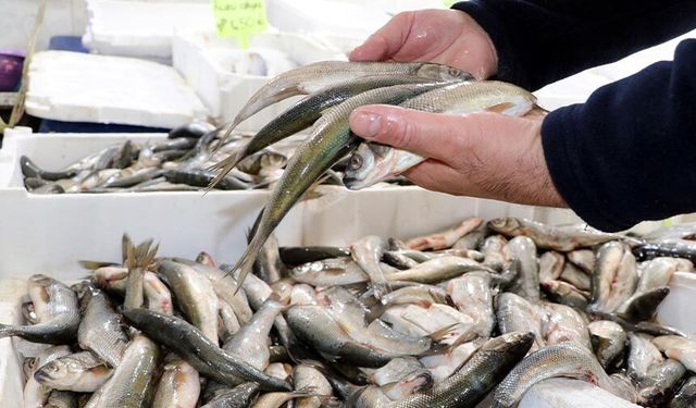 Van Gölü'nde inci kefalinin boyu yüzde 30 uzadı
