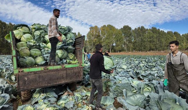 Erciş'te tescilli lahana hasadı başladı