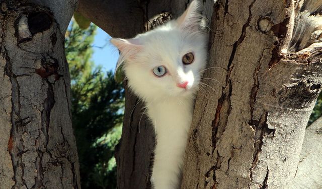 Van Kedi Villası’nda yavru mesaisi bitti, sahiplendirme başladı