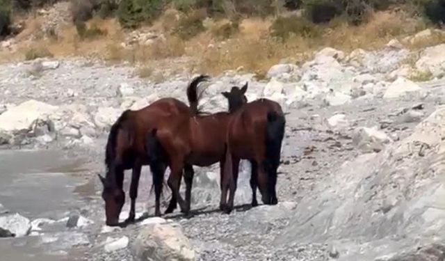 Van kırsalında yılkı atları görüntülendi