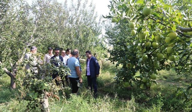 AK Parti Van Milletvekili Türkmenoğlu elma bahçesindeki hasada katıldı