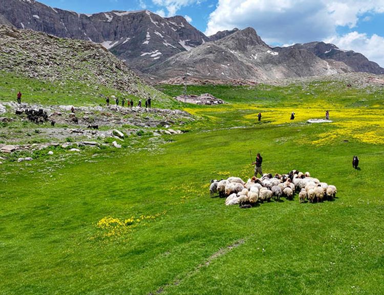 Van yaylalarındaki hareketlilik arttı