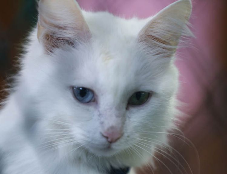 Van kedileri bu yıl 120 yavru doğurdu