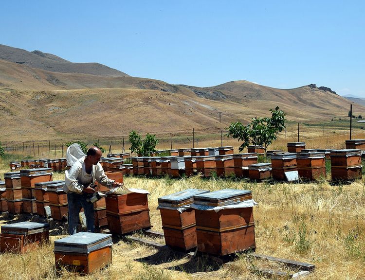 Zilan Yaylası'nda bal hasadı başladı