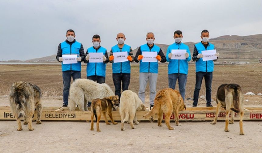 Van'da "Can dostlar" için 100 noktaya mama bırakıyorlar