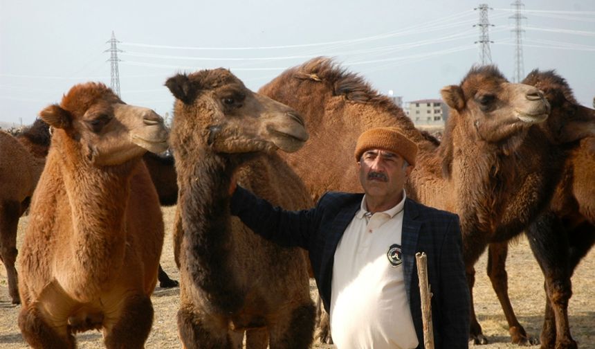 Çok sevdiği develerine torunlarının adını verdi