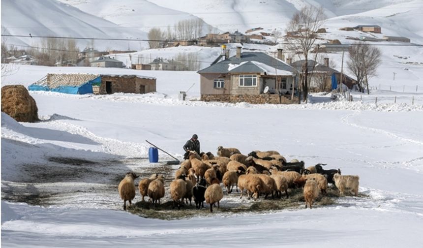 Van'da yaşam