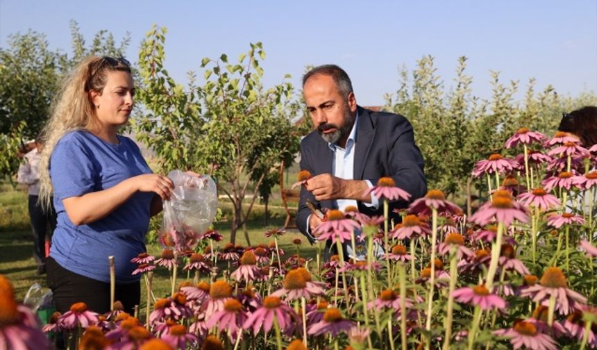 Van'da tıbbi, aromatik bitki hasadı yapıldı