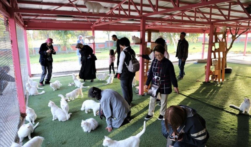 Van kedilerine yabancı turistler ilgi gösteriyor