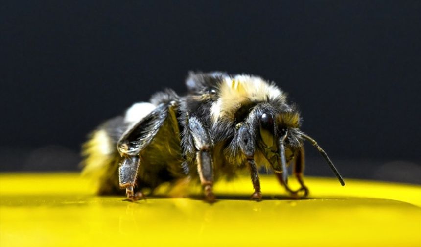 Bombus arıları Van'da da yetiştirilmeye başlandı