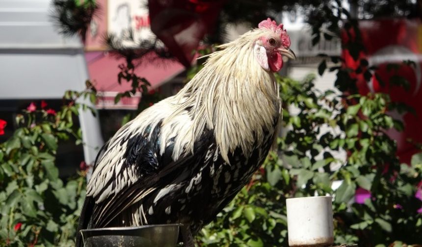 Van'daki horoz kendini papağan sanıyor